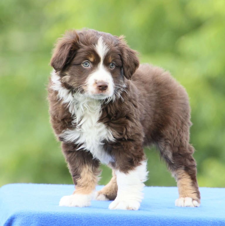Australian Shepherd Puppies for Sale