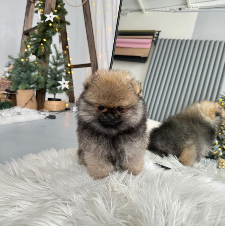 Teacup Pomeranian Puppies for Sale 