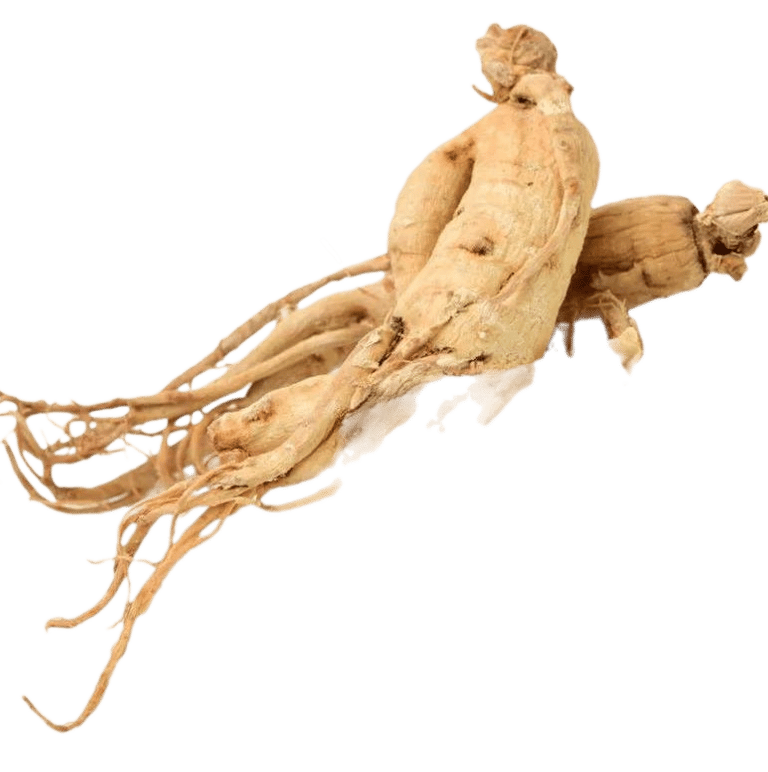 Siberian ginseng
