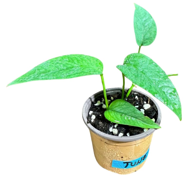 Cebu Blue pothos climbing moss pole with elongated blue-green leaves indoors