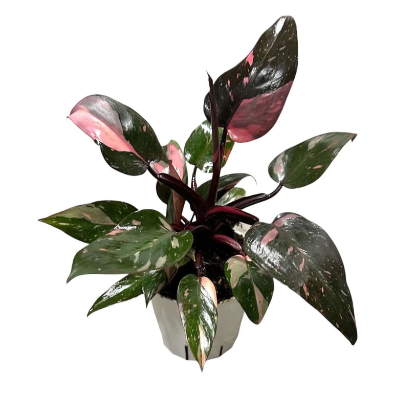 Philodendron Pink Princess climbing moss pole with pink and green variegated leaves indoors