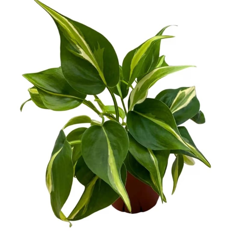 Philodendron Silver Stripe climbing moss pole with variegated green and silver leaves indoors