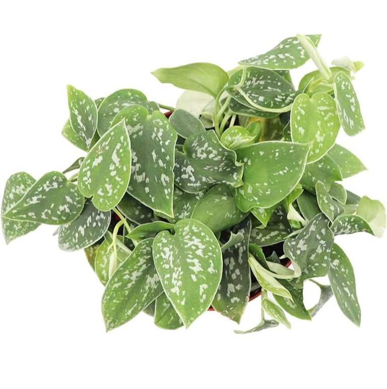 Satin pothos Scindapsus pictus Exotica climbing moss pole with silver variegated leaves indoors