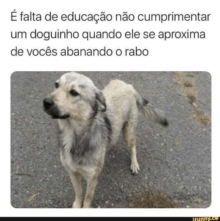 cachorro abanando o rabo