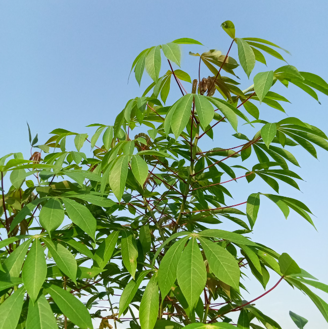 a tall and leafy Cassava plant in full sun