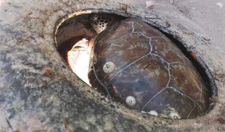 TORTUGA ATRAPADA EN LLANTA