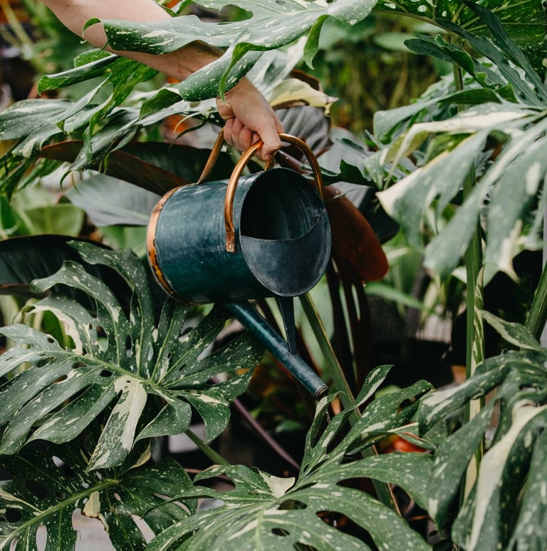 Mature Monstera Thai Constellation being watered with a watering can