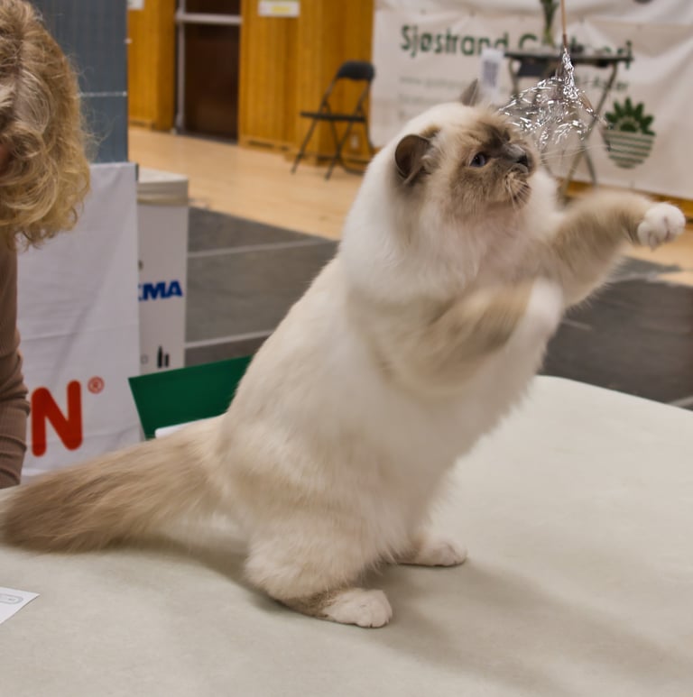 Blåmasket Hellig Birma Champion Junior Champion Kitten Champion NO*Gaustatoppens Perle av Gyldenløve