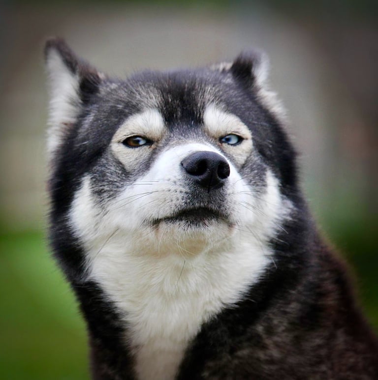 Husky-Erlebnisse, Husky-Ausfahrten, Husky-Trekkingtouren, Husky Abenteuer, Dietfurt, Bayern