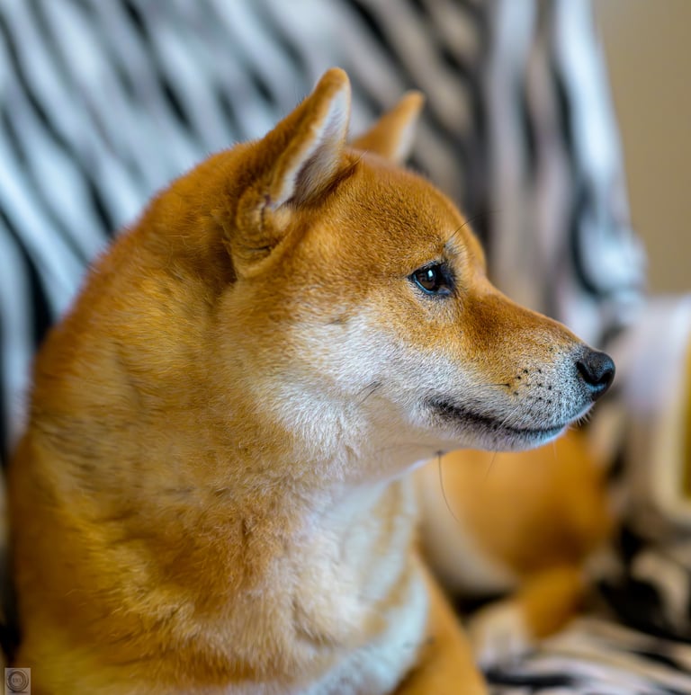 Shiba inu pensif