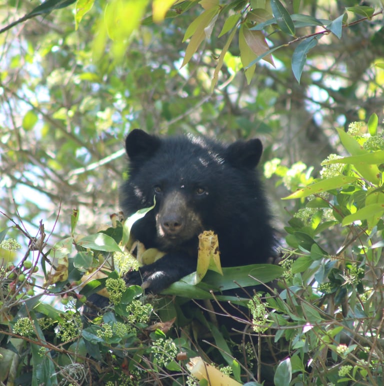 Oso de anteojos (Tremarctos ornatus) en árbol nativo del bosque altoandino,Reserva Natural El Páramo