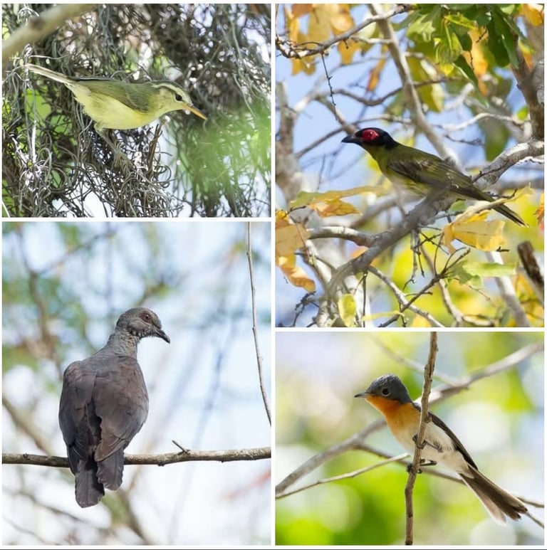 Timor Birding Tour