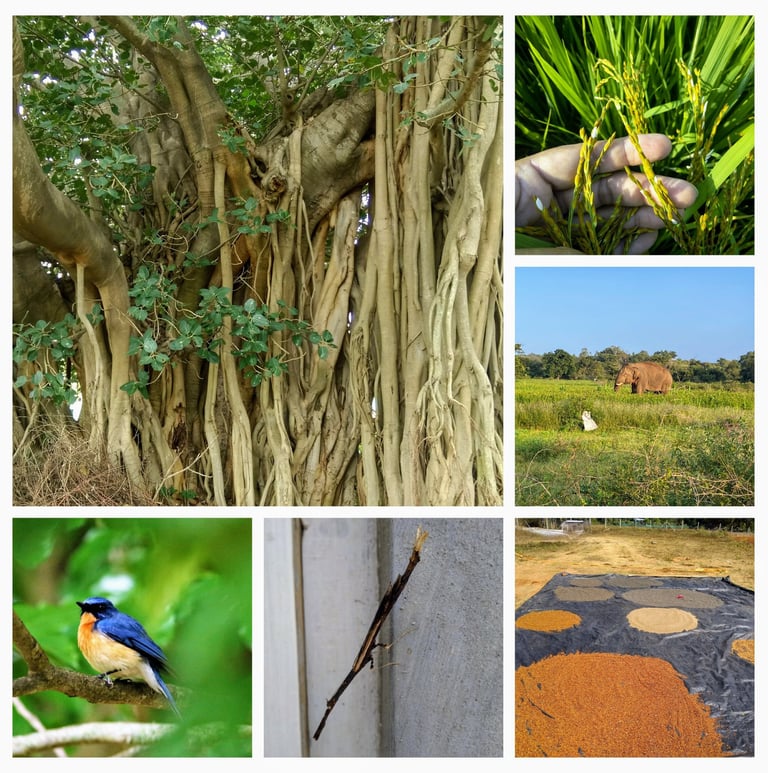 Biodiversity @ Drshya