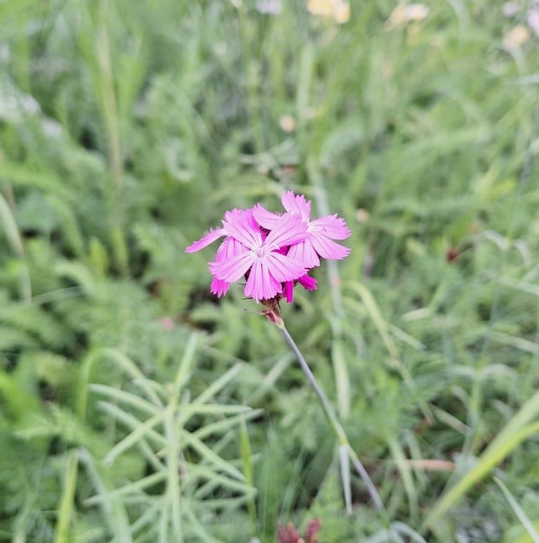 a tiny Cartusian Pink flower blooming in a medow