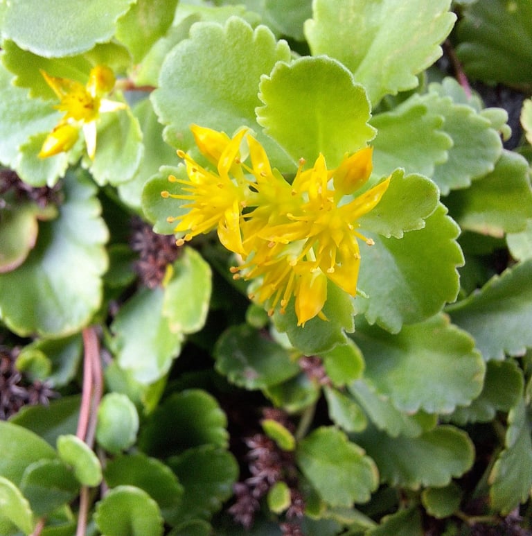 yellow St. John's Wort weed flowers