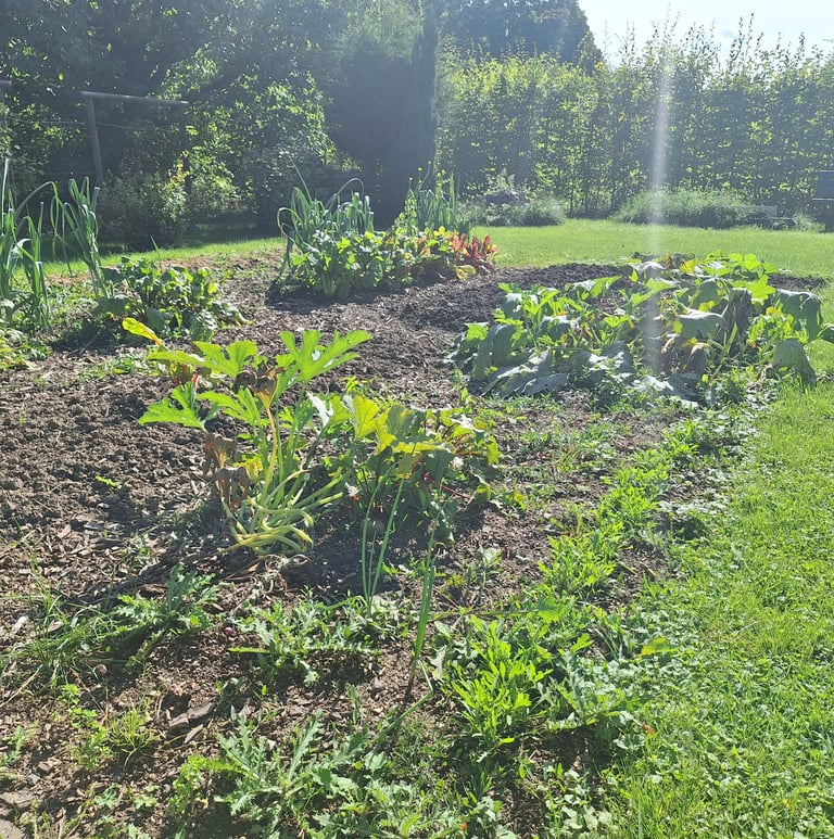 a garden full of companion plants planted next to each other