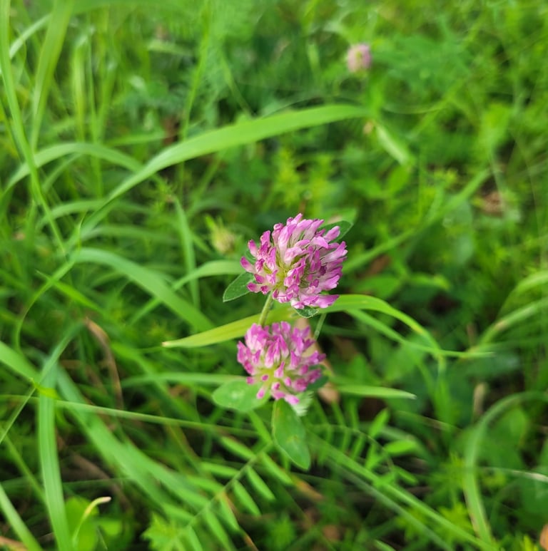 two tiny pink Red Clovers blooming in a meadow