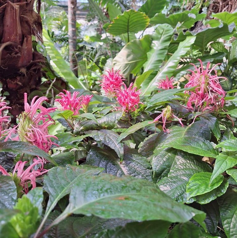 multiple pink South American Brazilian Plumes