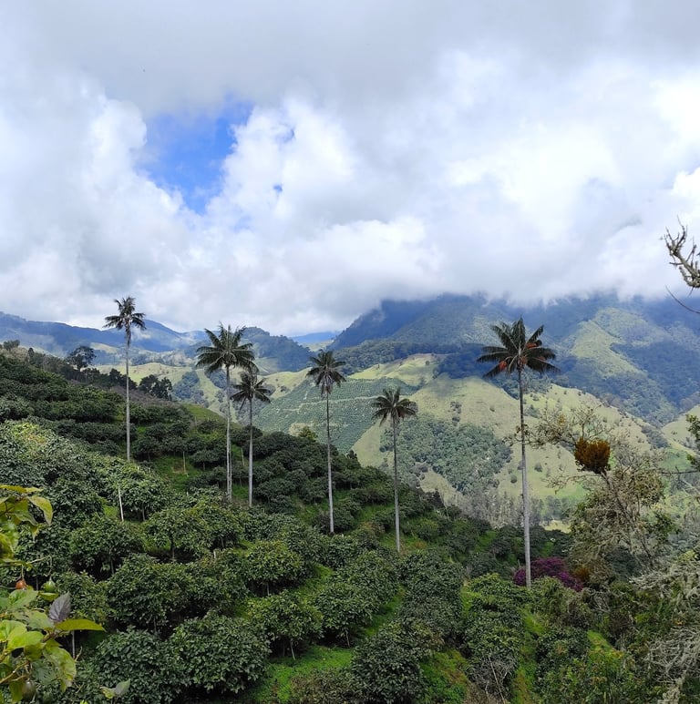 Paquete Déjate Soñar Anzoátegui Tolima, experiencia de fin de semana, caminata, bosque, alojamiento
