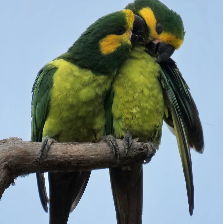 Ruta Loros Orejiamarillo en Anzoátegui Tolima, caminata entre palmas de cera y avistamiento del loro