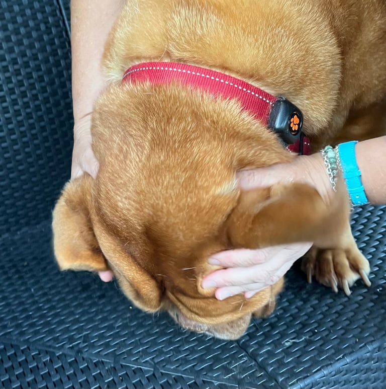 Step 3: massaging a dog's ear base to loosen debris