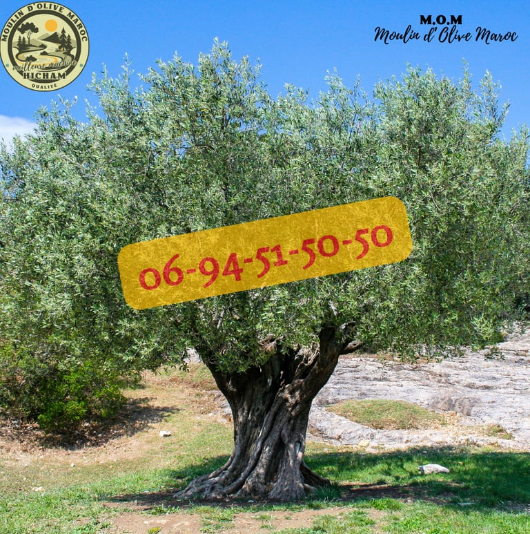 prix olive maroc