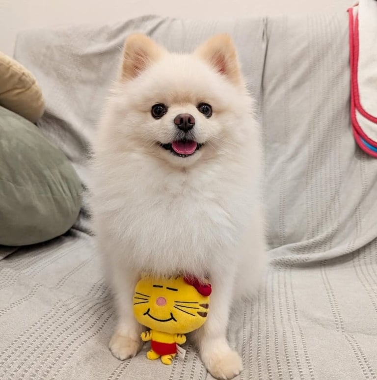 criadero pomerania argentica cachorro