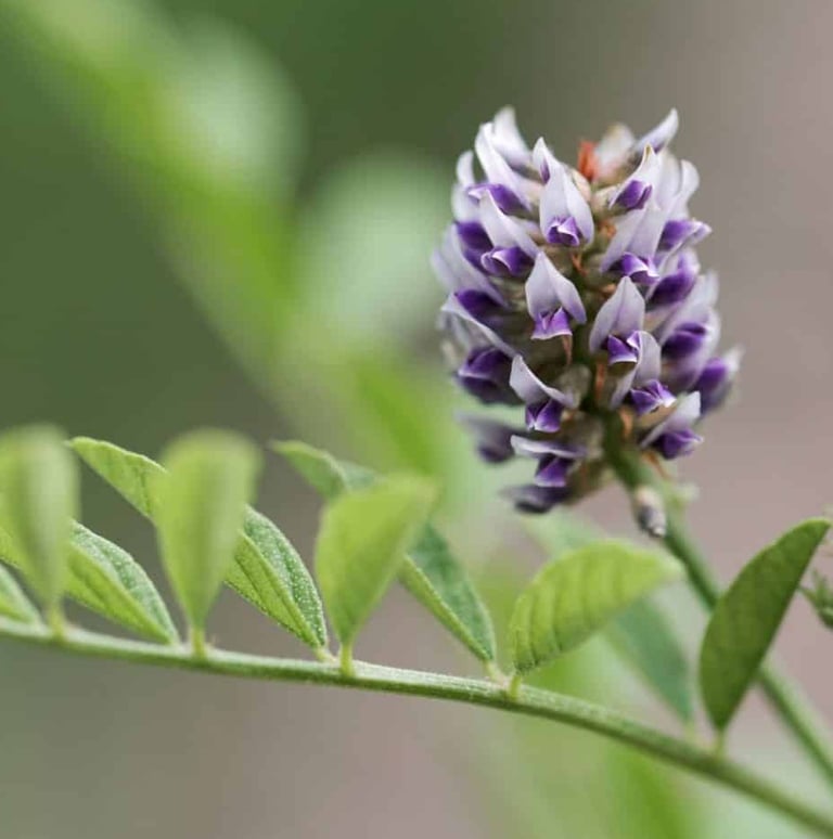 licorice plant