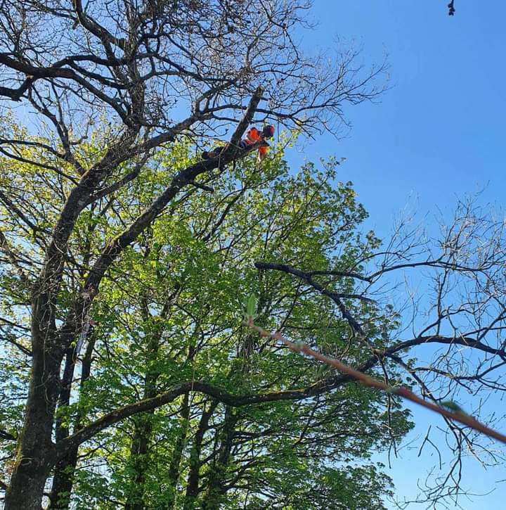 lumberjak tree care
