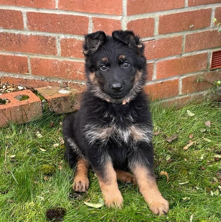 German Shepherd puppies for sale