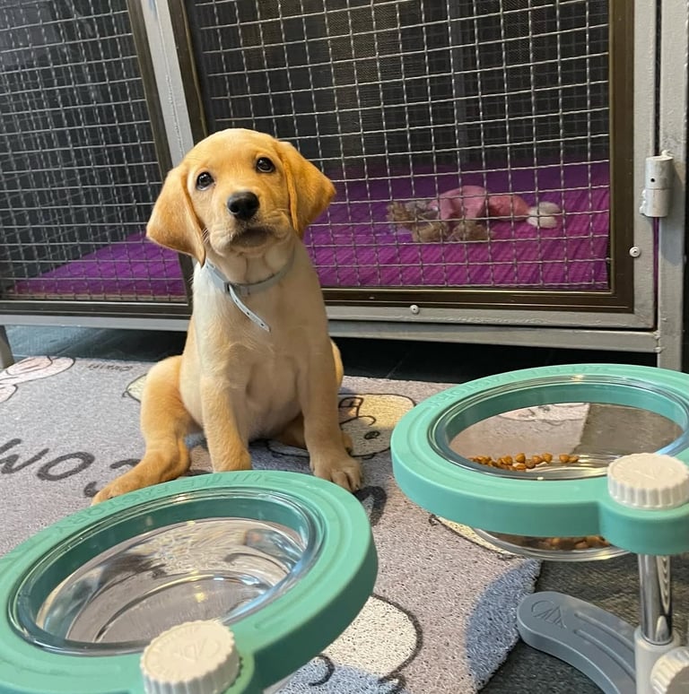Labrador Retriever Puppies for Sale