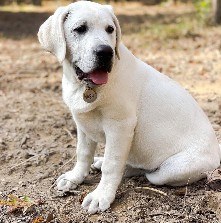 Labrador Retriever Puppies for Sale