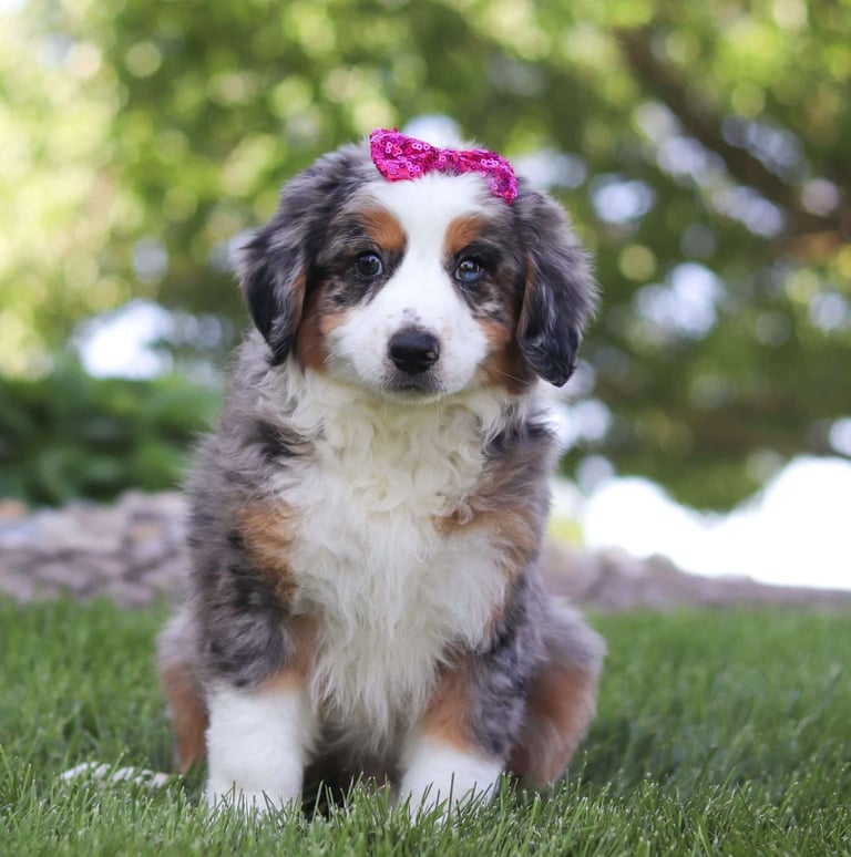 Australian Mountain Doodle Puppies for Sale