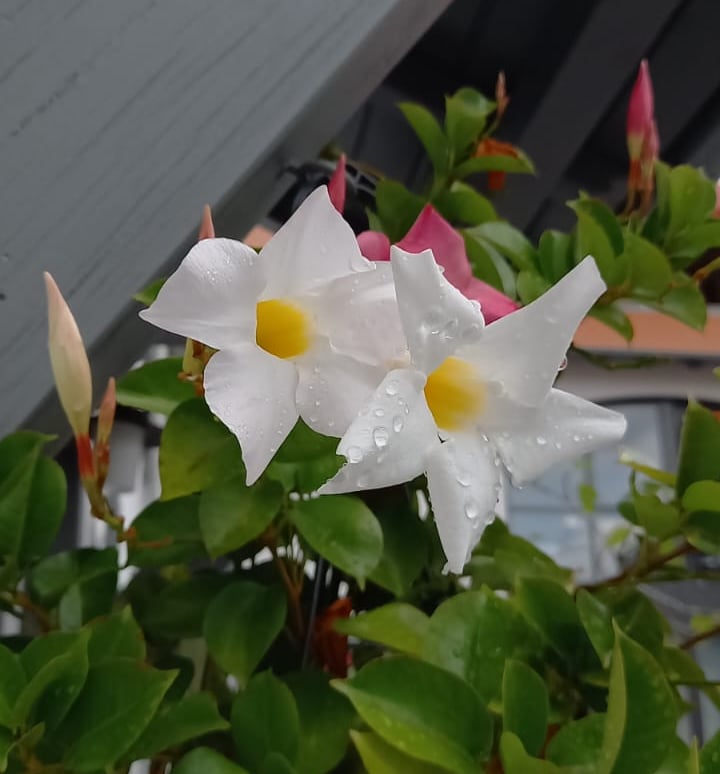 white Chilean-Jasmine flowers with yellow middle