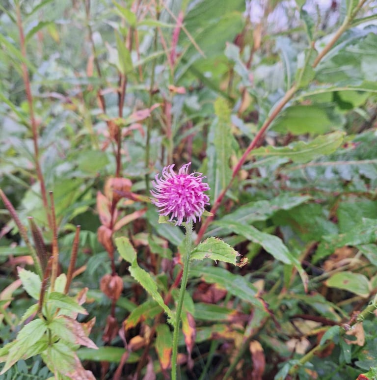 one pink Alpine Tistle
