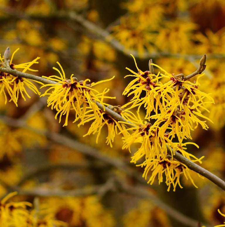 a yellow flowered plant great for landscapes