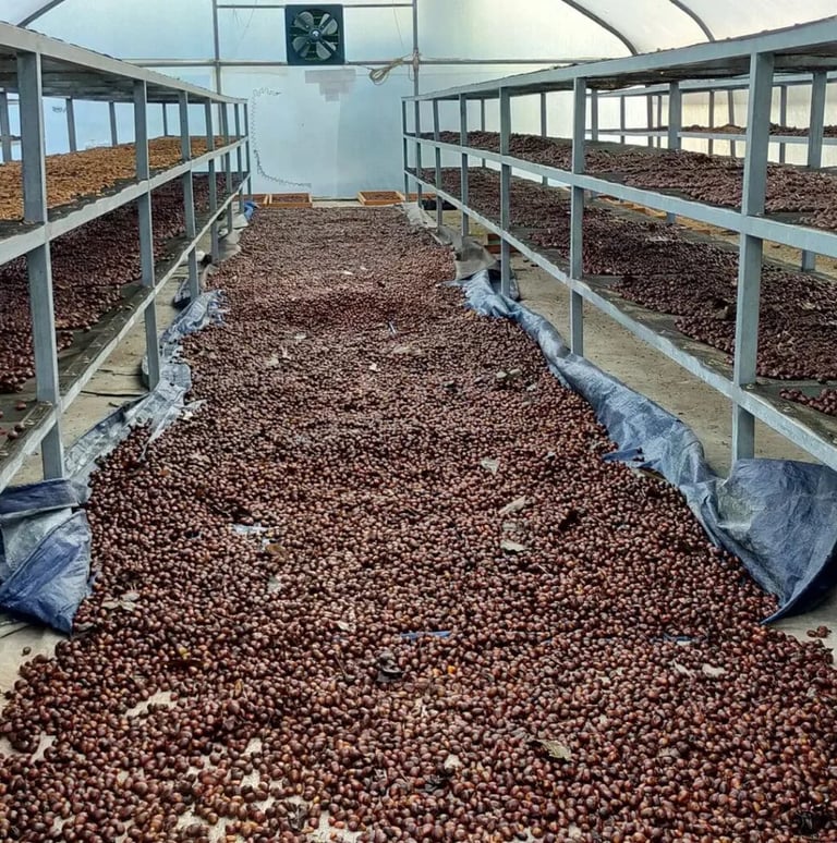 Freshly harvested Arabica coffee cherries drying on patios in Gayo Highlands, Sumatra – Dwipa Coffee