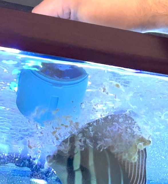 A person using a fish feeder to dispense food for a striped saltwater fish in a home aquarium.