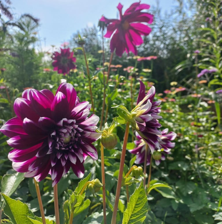 paarse bloemen in de bloementuin van hortus populus