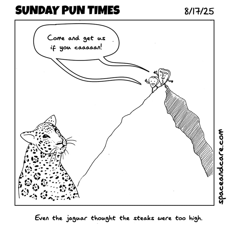 A jaguar looks mournfully at two steaks it can't reach.