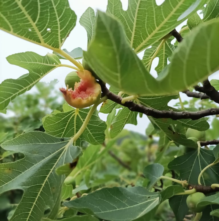A bird has abandoned thjis half eaten fig