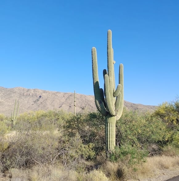 one tall Saguaro Cactus in the middle the American Arizona desert