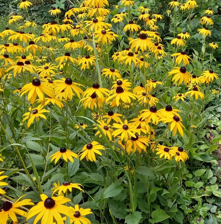 a big bush of Black Eyed Susans