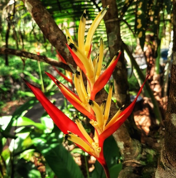 a red and yellow South American Heliconia plant in a rainforest