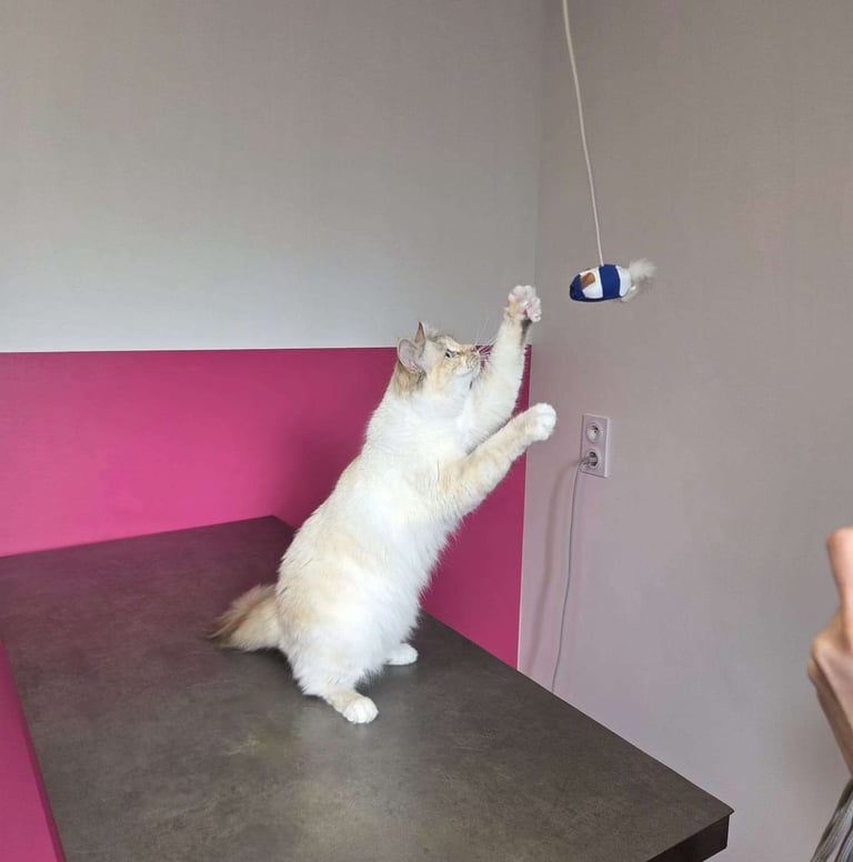 Yuki - Sacré de Birmanie Blue Tabby Tortie Point - Joue avec un jouet