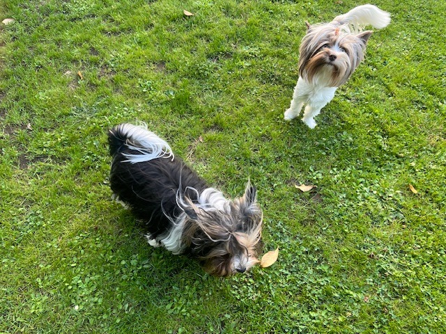 couple parents biewer