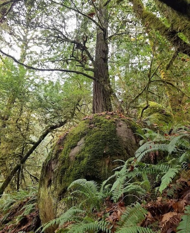 Powers OR - Elk Creek Falls trail & Big Tree Trail for world's largest Cedar