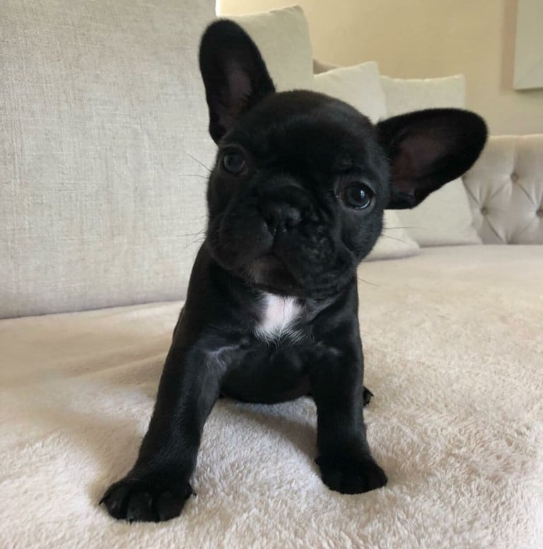 "französisch bulldoggen