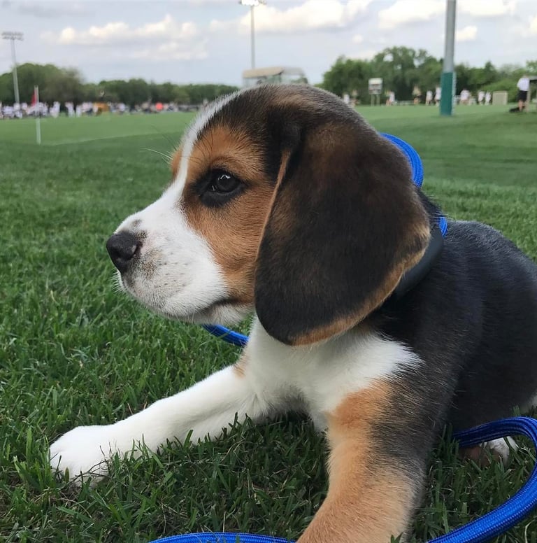 Beagle-Welpe stehend