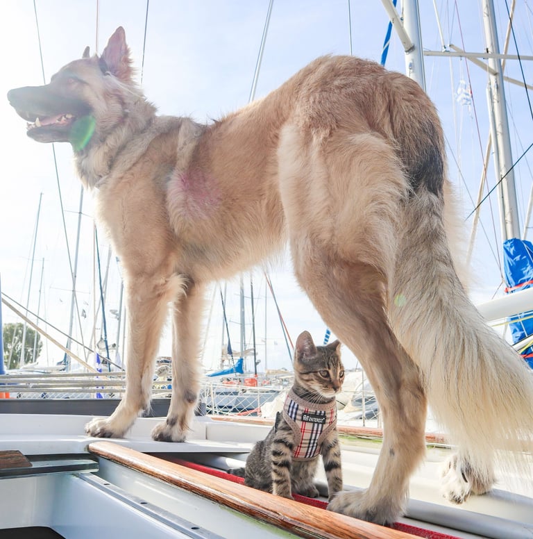 A dog and a cat relaxing on a sailboat in the Caribbean – representing online veterinary service